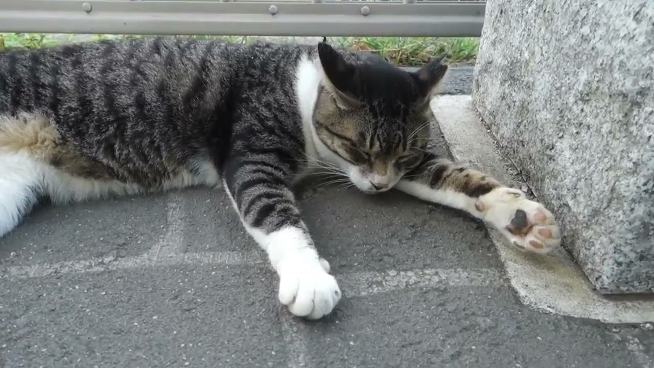 【Cat Video】 meowmeow Happy  #cat  #cats  #cute