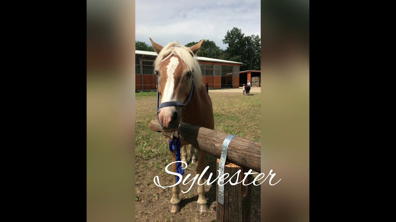Sommer 2020❤️🐴