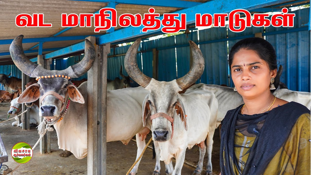 என் கணவருக்கும் எனது சகோதரிக்கும் நன்றி|நிலவெண்பா ஆர்கானிக்|Redhills #vivasayaarvalargal #cows #agri