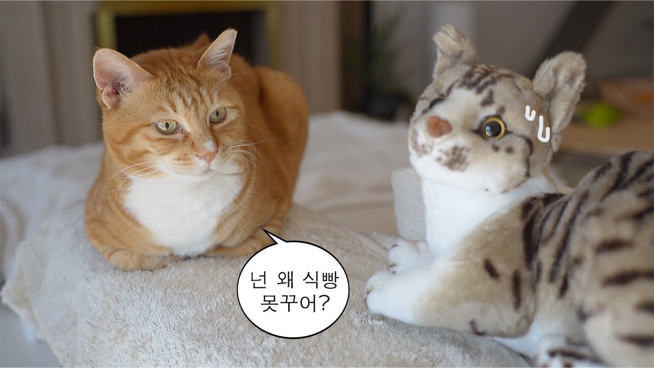 불쾌한 골짜기를 보는 고양이의 반응