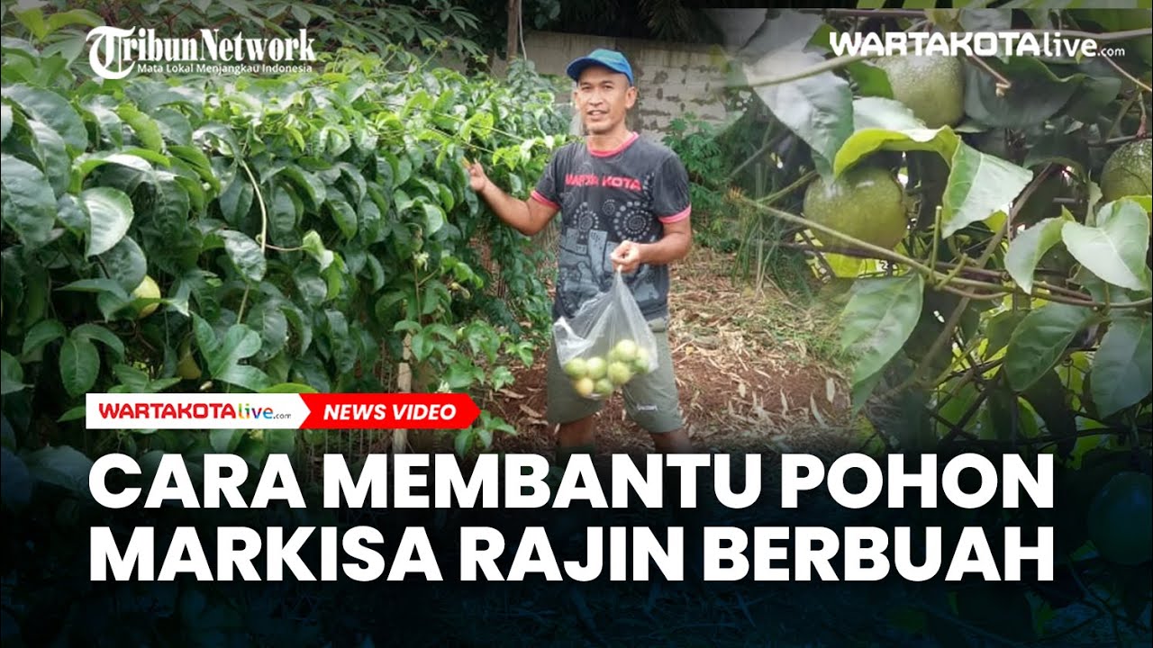 Warta Tanam | Cara Membantu Pohon Markisa Rajin Berbuah