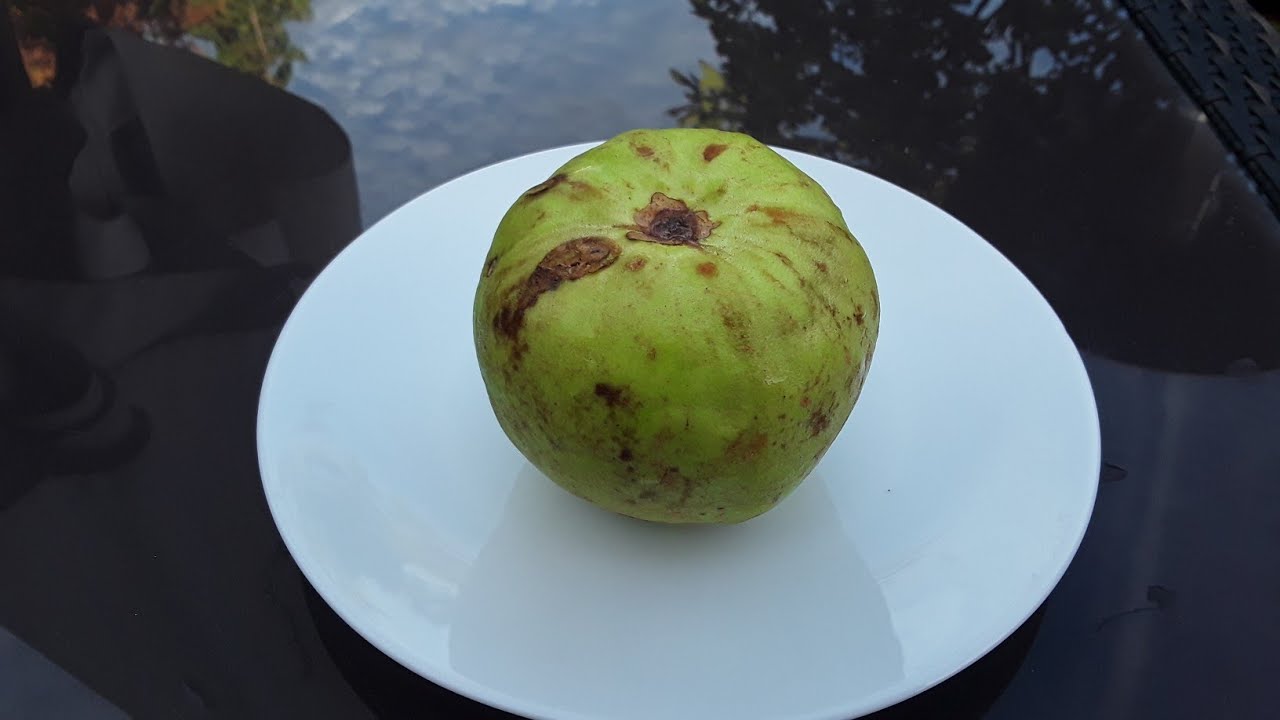 Thai guava / Bangkok Giant guava / Bangkok Apple guava. Taking a closer look and a taste test.