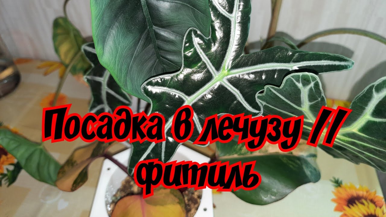 Посадка в лечузу // фитиль