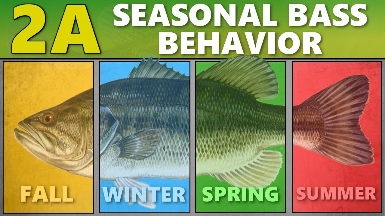 INTERMEDIATE GUIDE to BASS FISHING: 2A - Seasonal Bass Behavior