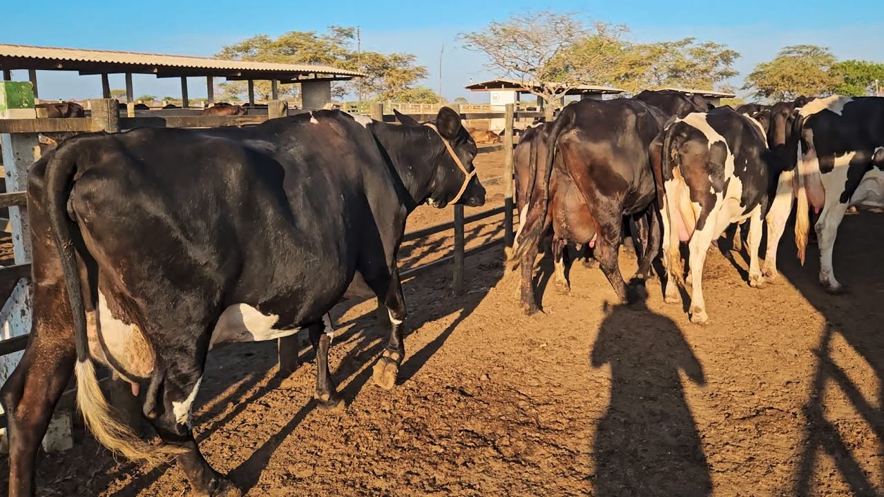 MEGA LOTE DE VACAS EXPERIENTES DANDO 35 KG POR DIA NA FAZENDA!!