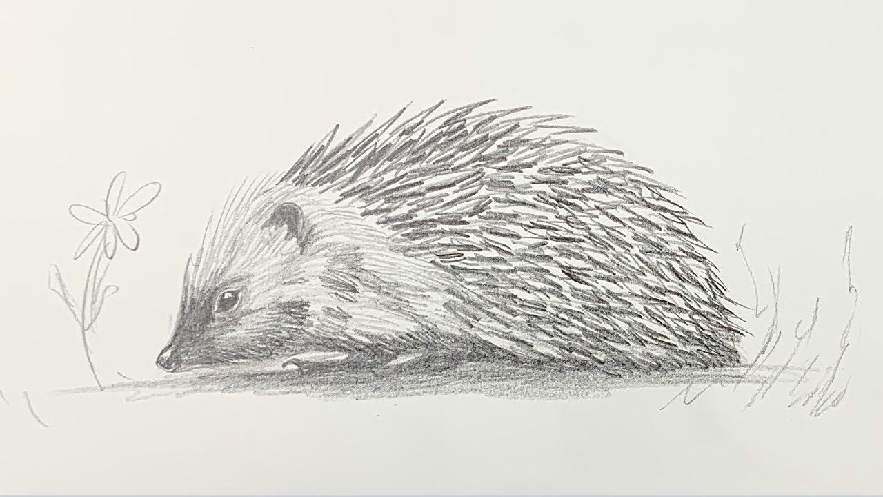 How to draw a hedgehog step by step