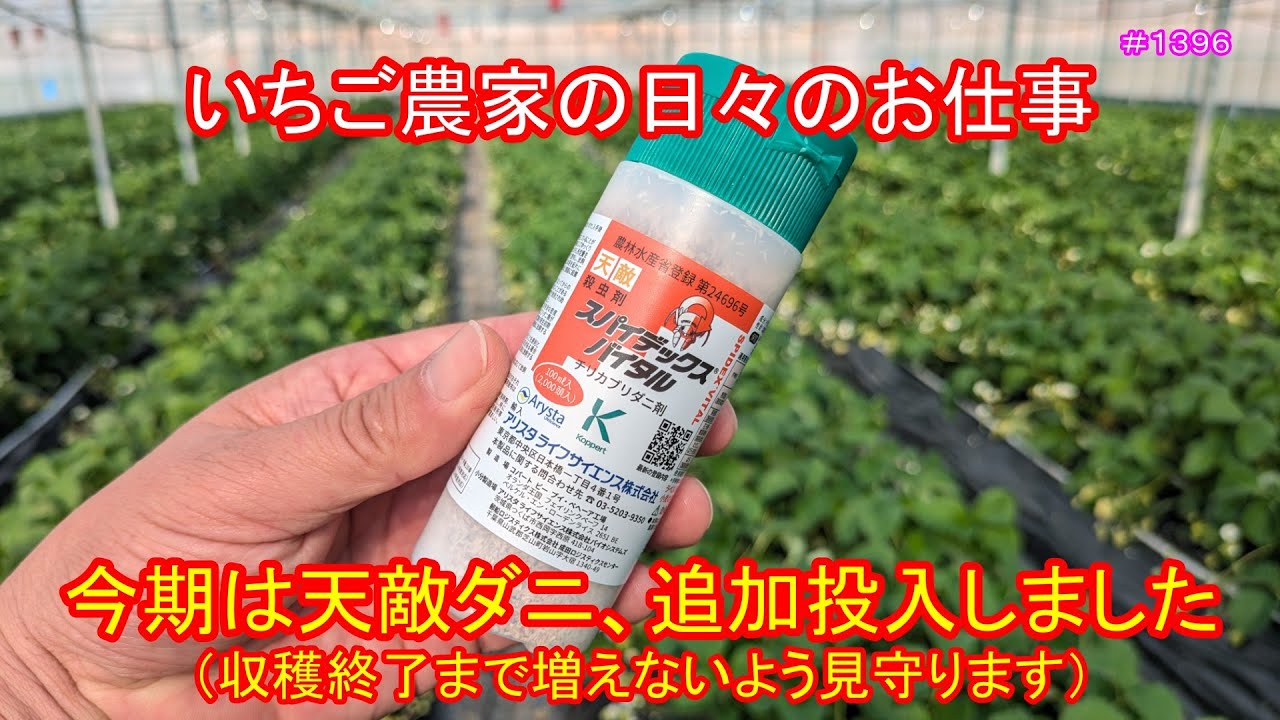 今期はて、追加投入しました（収穫終了まで増えないよう見守ります）　いちご農家の日々のお仕事　＃１３９６