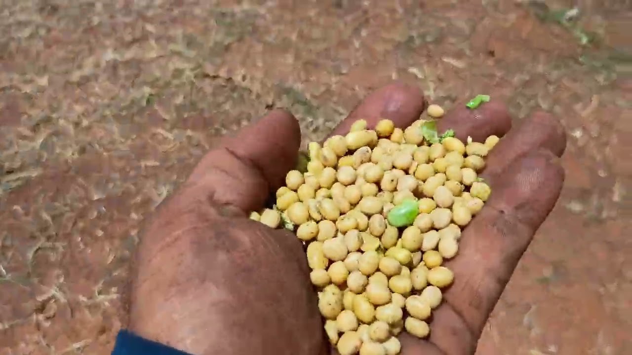Começou a colleita safra 2026 que seja abençoada.agro mt