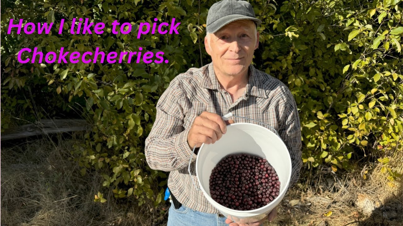 How I like to pick Chokecherries.