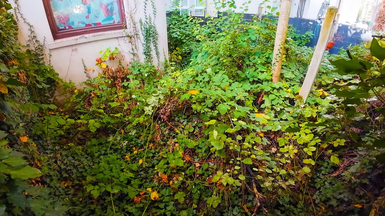 THE MOST OVERGROWN GARDEN YOU HAVE EVER SEEN…