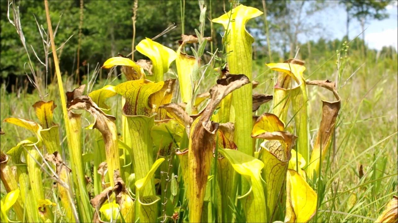 Mountain Sarracenia