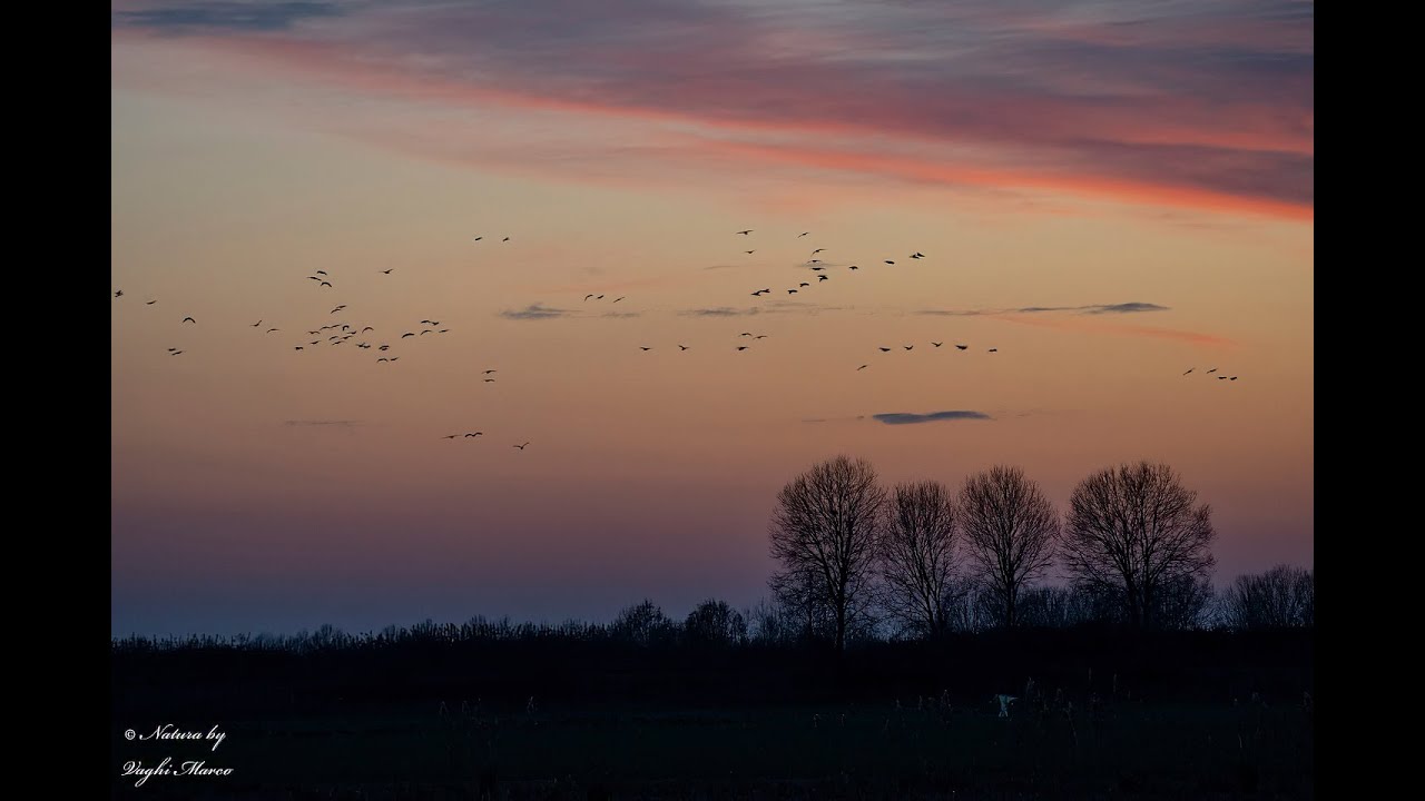 Birdwatching in Caorle