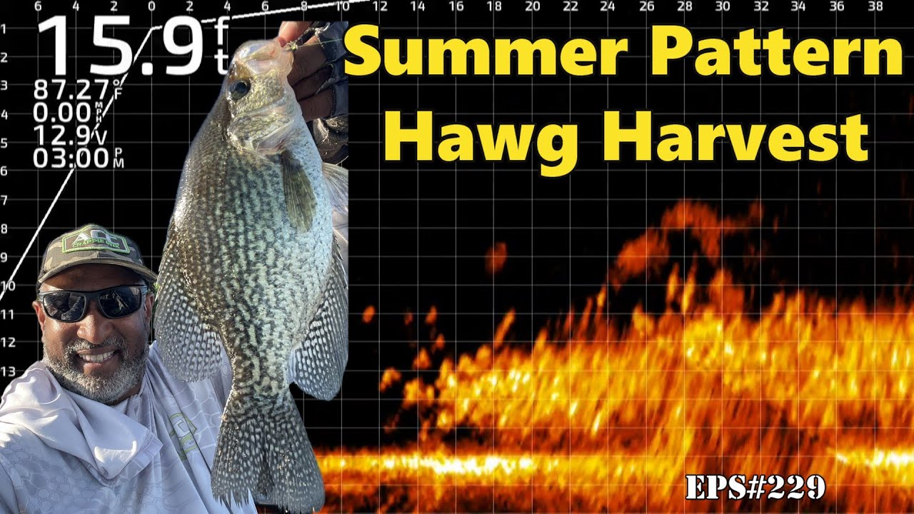 Summer Pattern Crappie Harvest - I tried to put a hook in them all. #acccrappiestix  #livescope