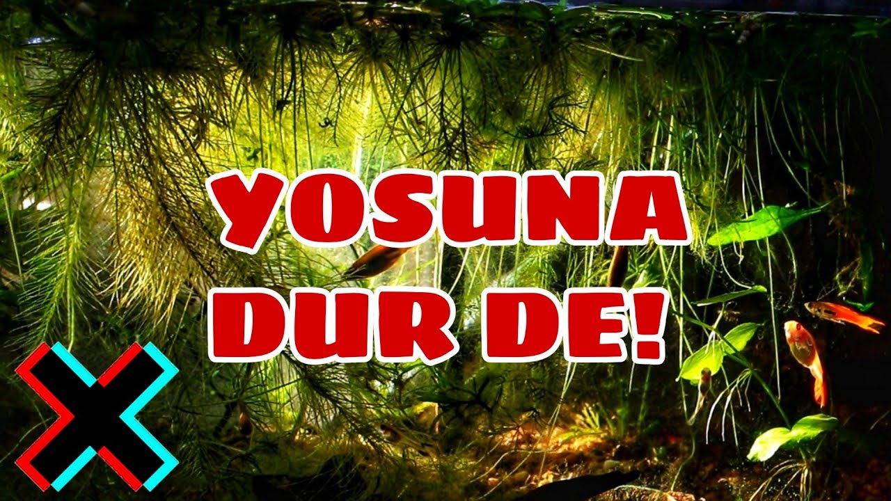 Yosunsuz Bitkili Akvaryum - 10 Adımda Yosundan Kurtulun - Yosun Sorunu Çözümü