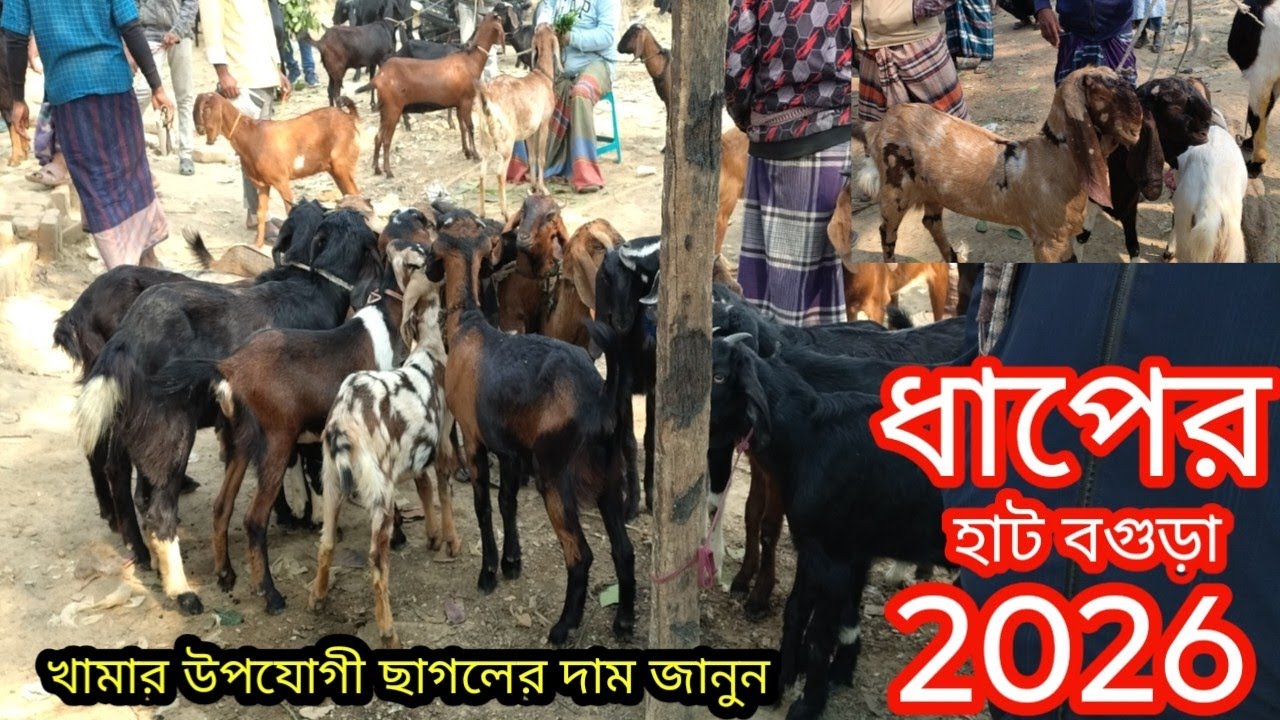 খামার উপযোগী খাসি ছাগলের দাম দর জানুন||ধাপের হাট বগুড়া||ছাগলের দাম দর-২০২৬||Goat price bd-2026||