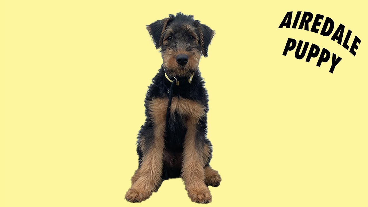 One Month With My Bestfriend! Airedale Terrier Puppy