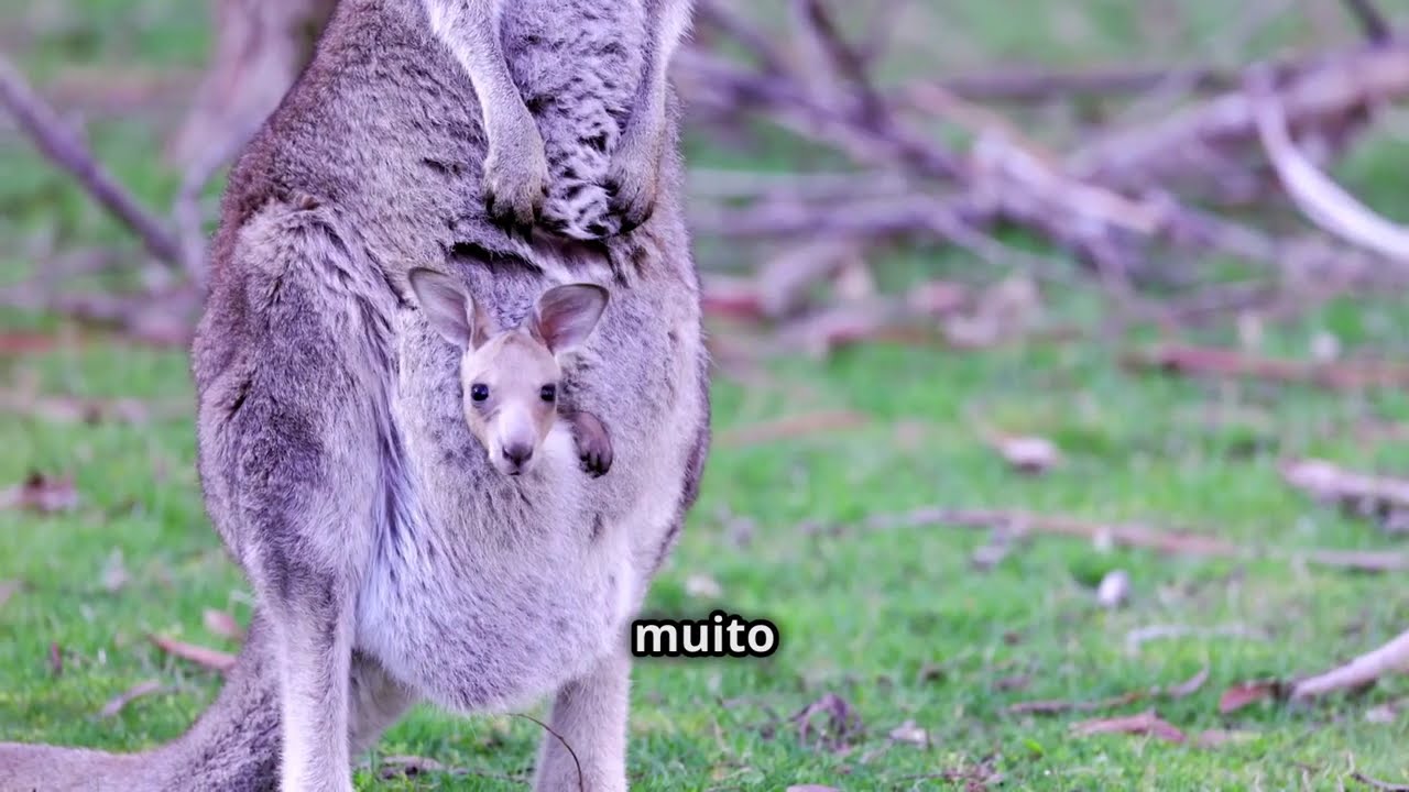 Fato Curioso - A Vida Incr&iacute;vel dos Cangurus