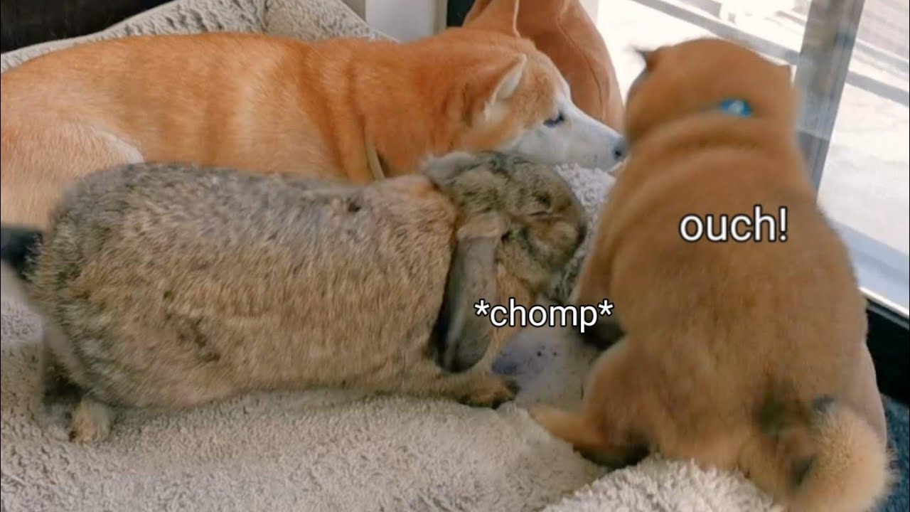 BunBun bit the Puppy! This is Why We Don't Let Kiki Near the Potats (now that they've grown more)