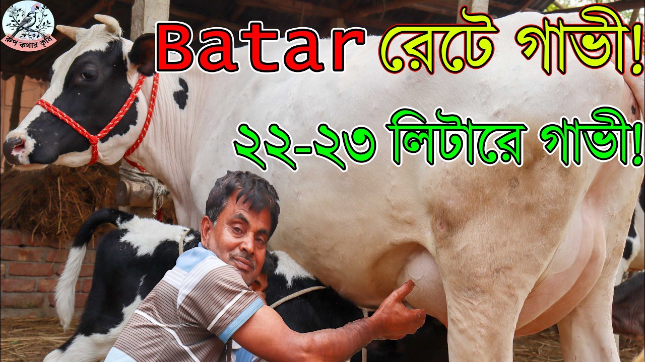 প্রথম বিয়ানের গাভী দুধ থাকবে ২২ থেকে ২৩ লিটার। ২৬০ এ ২০ লিটার দুধ। সিদ্দিক কাকার ৪০ বছরের অভিজ্ঞতা।