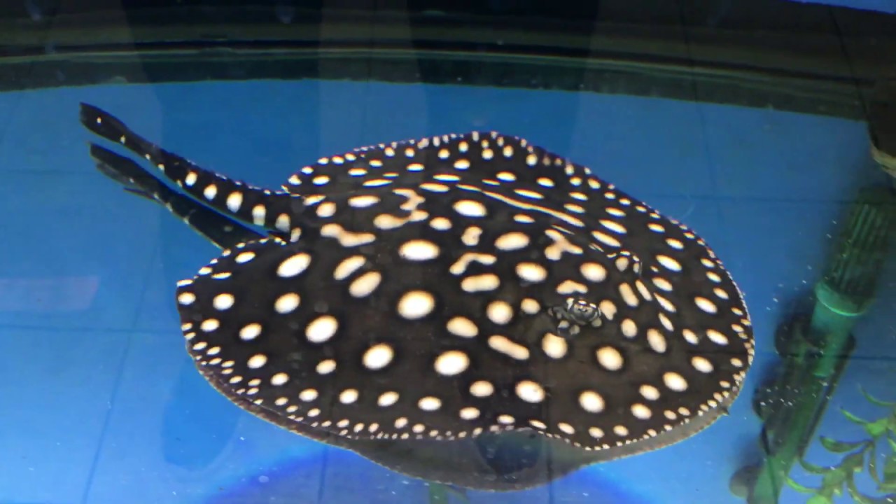 Large $1,000 Leopoldi Stingray!