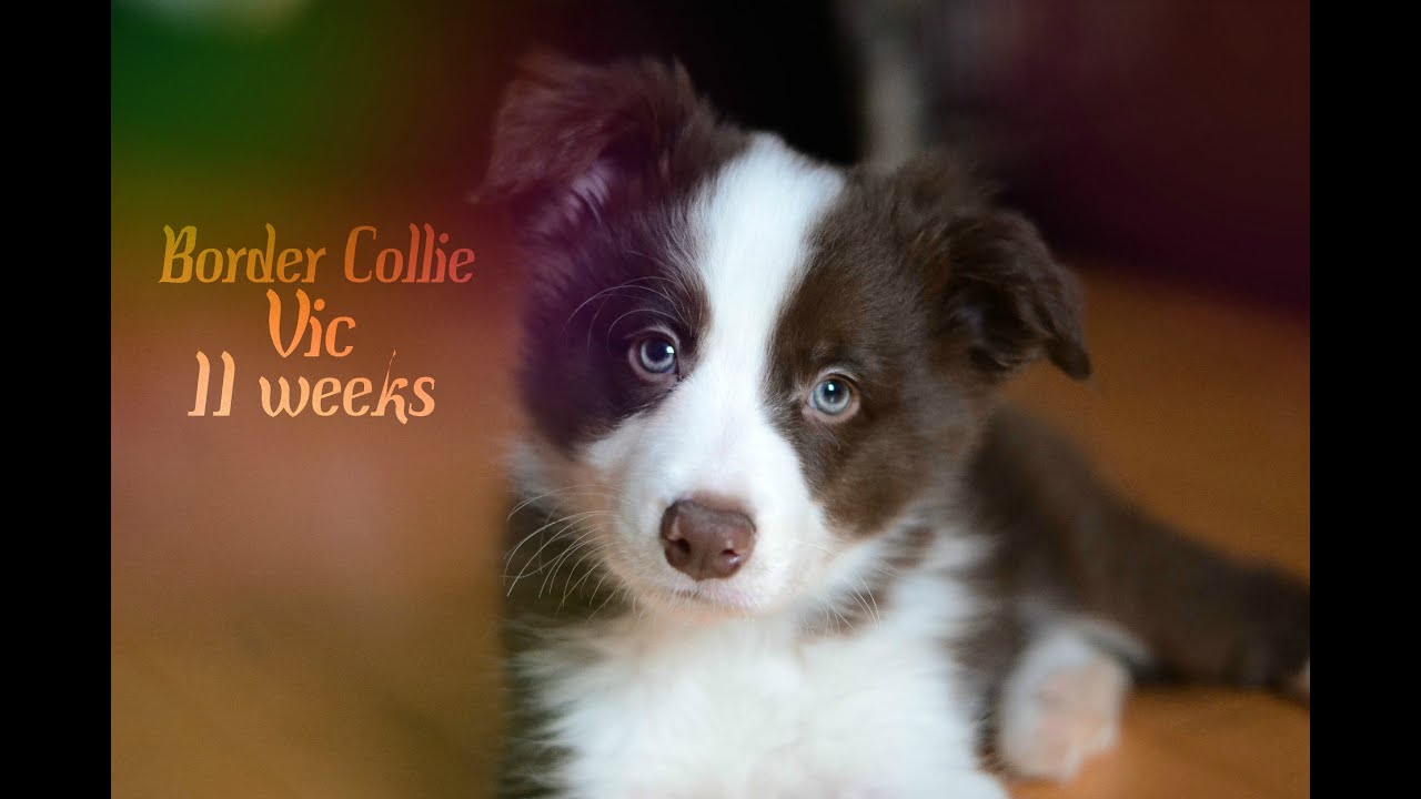 Border Collie Vic - 11 weeks ♥