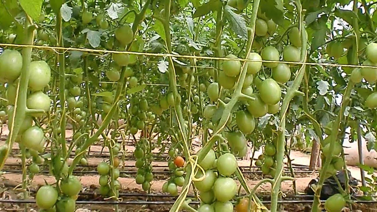 Kilimo Bora cha Nyanya Cha kutumia Matone ya Maji Kinavyonufaisha Wakulima Mkoani Iringa