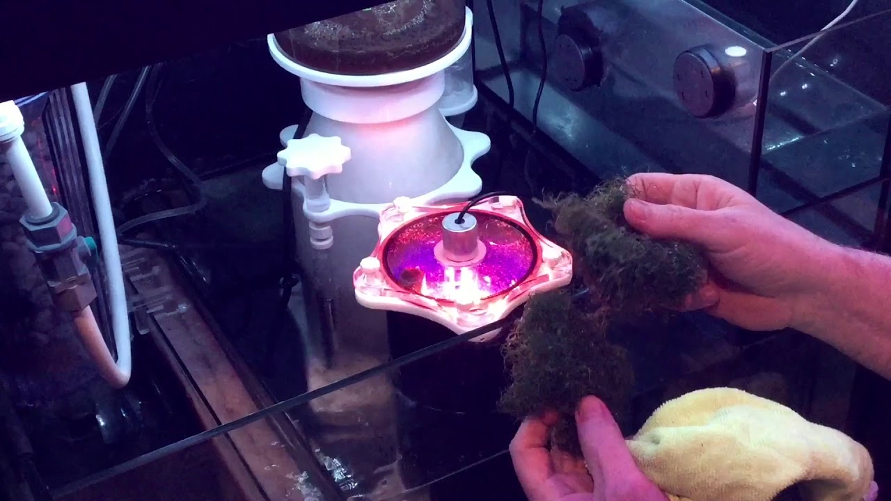 Skimz  Cheato Reactor Update / Sump Maintenance