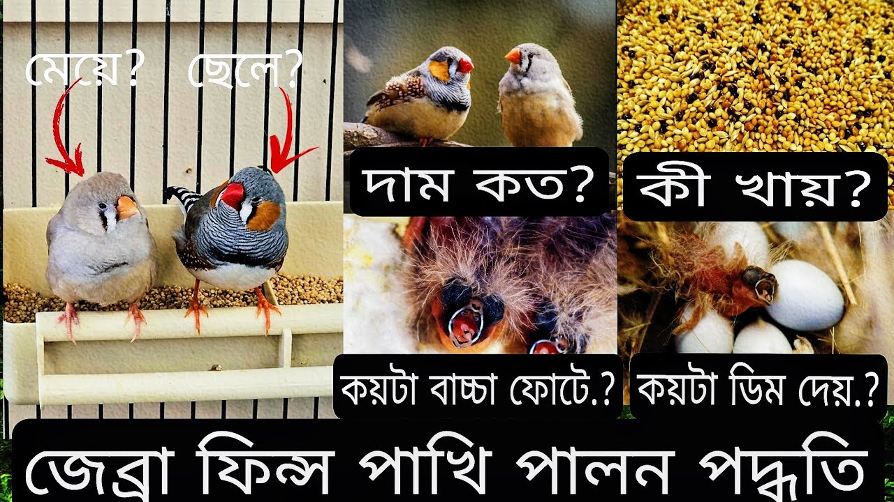 জেব্রা ফিন্স পাখি পালন পদ্ধতি  | NaSiF & Pets | How to take care zebra finch  bird |