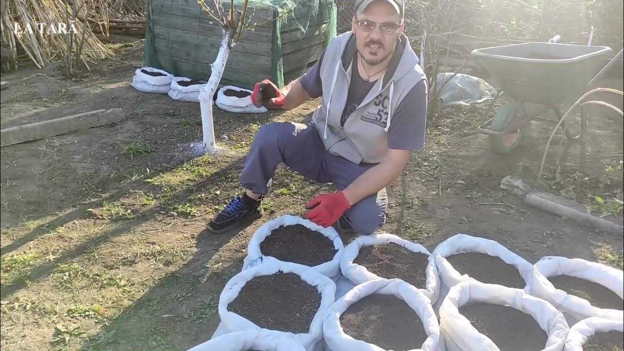 Cultivarea cartofilor în saci