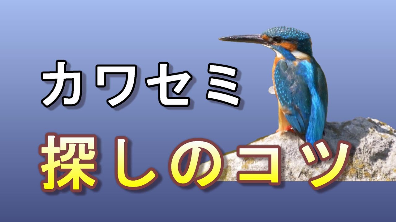 カワセミ探しのコツ：撮影や観察をするために