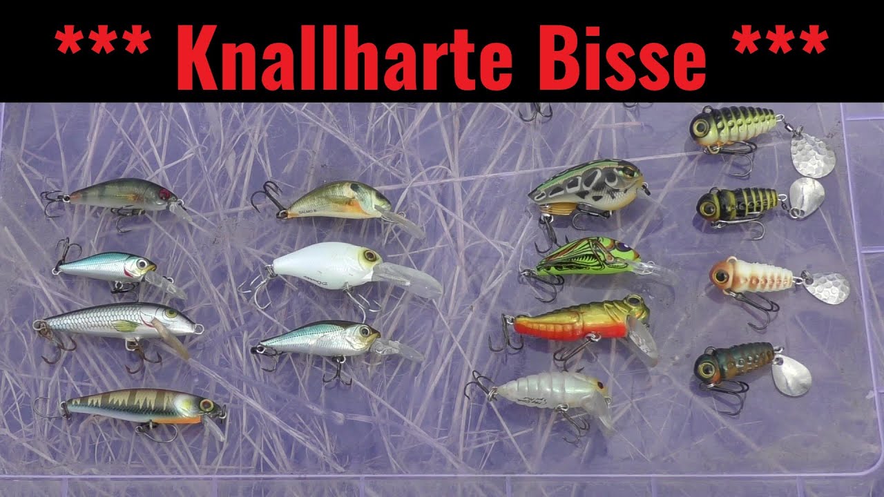 Knallharte Bisse mit dicker Überraschung - Angeln auf Barsch mit kleinen Wobblern - Anglerschwatz