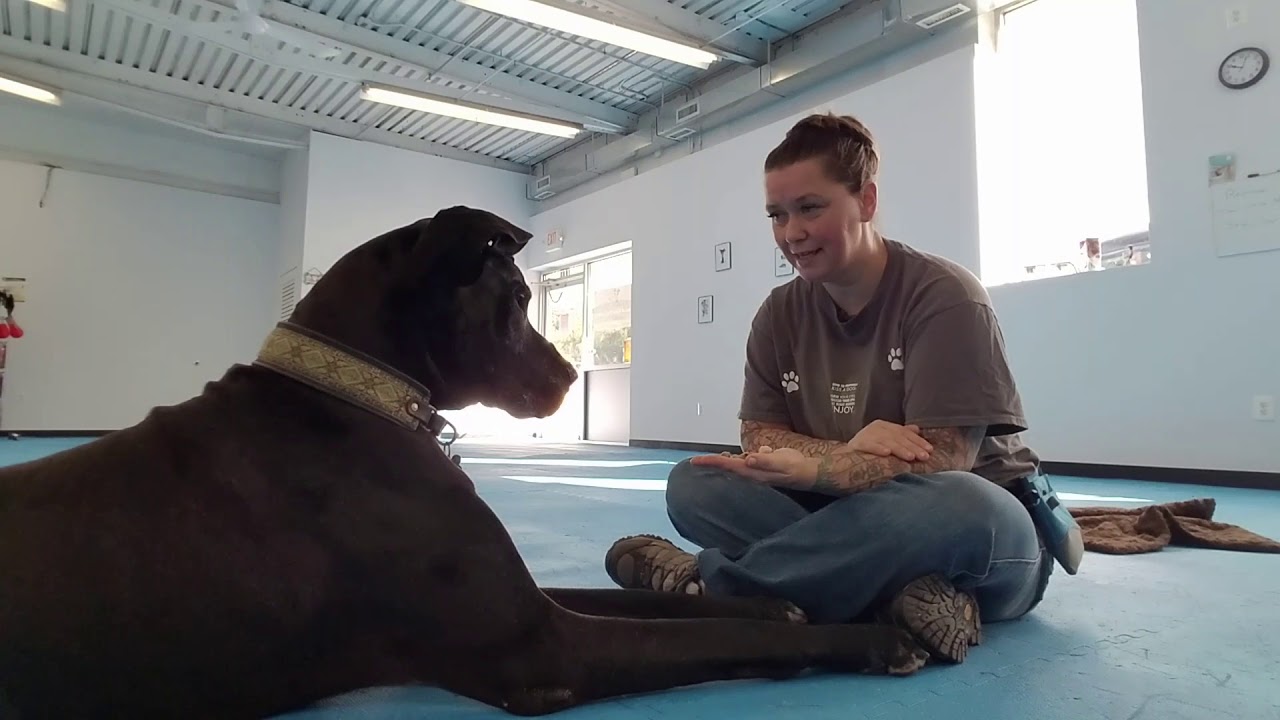 Doggie zen