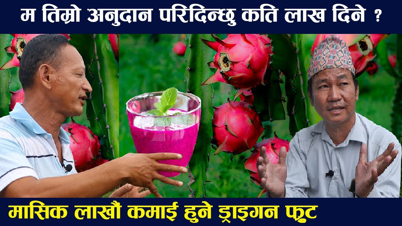 म अनुदान पारिदिन्छु कति लाख दिने ? मासिक लाखौं कमाई हुने ड्राइगन Harka sampang dragon fruit in nepal