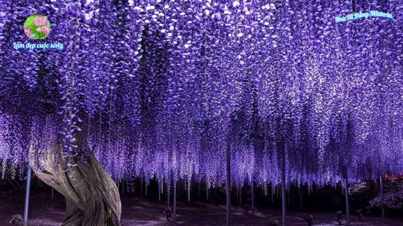Hoa Tử Đằng |Wisteria |@Làm đẹp cuộc sống! |Nguồn: Sưu tầm từ Internet.