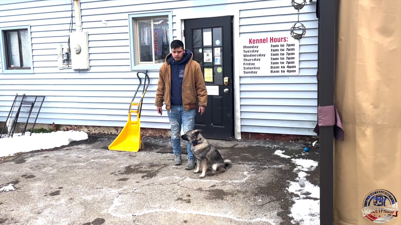 Amazing Transformation | “Doug” |  Norwegian Elkhound