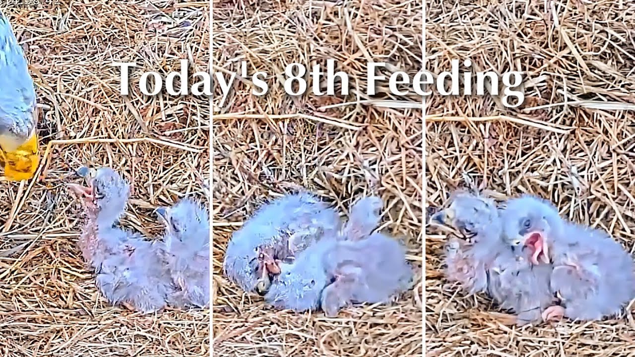 #30🦅BC28🐥3° & BC29🐥1°／Bluff City Bald Eagle Nest 2026／Frances💗Franklin ／ETSU/BTES Eagle Cameras