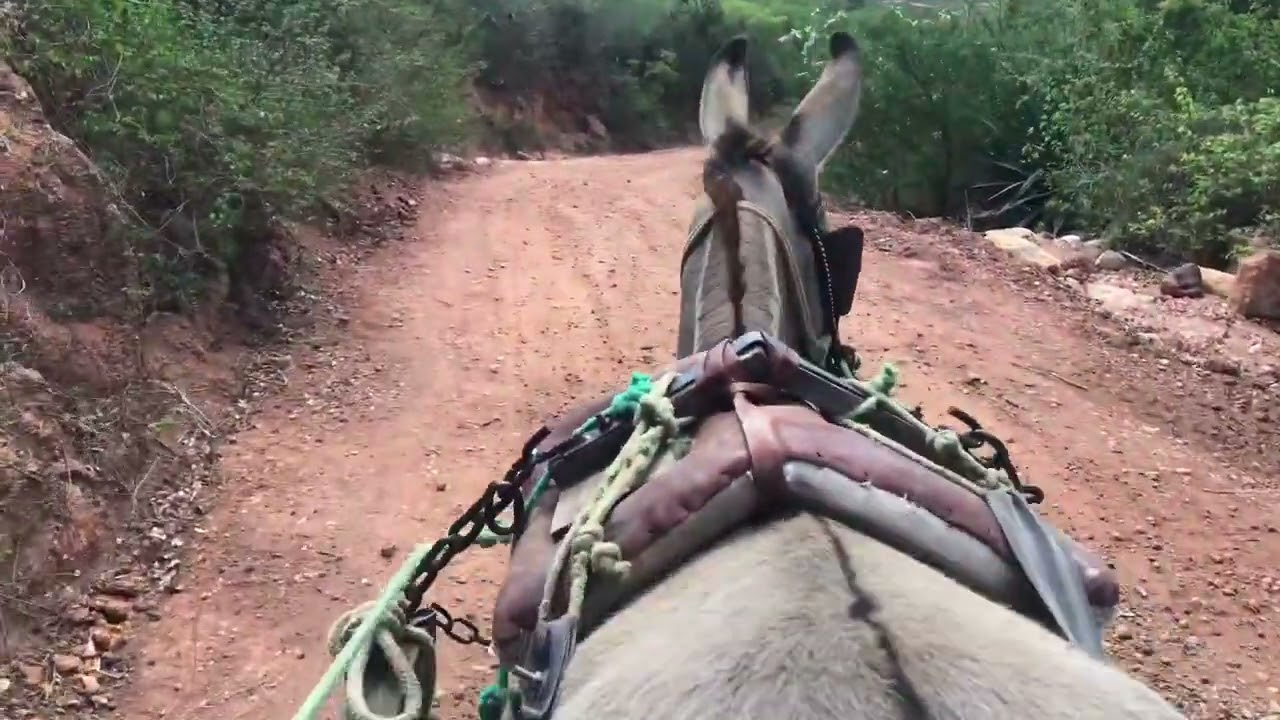 indo pegar água nas cacimba 🌵| José Luís