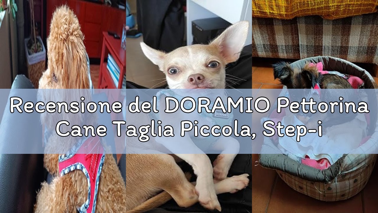 Recensione del DORAMIO Pettorina Cane Taglia Piccola, Step-in Pettorina per Cani Gatti Cuccioli con