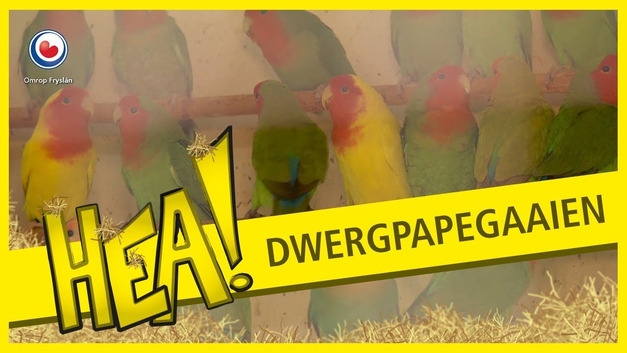 HEA: Liefde voor dwergpapegaaien
