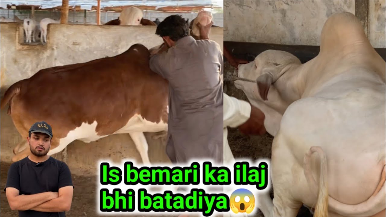 Janwar ka bachna mushkil agar yeh na kiya😯😔