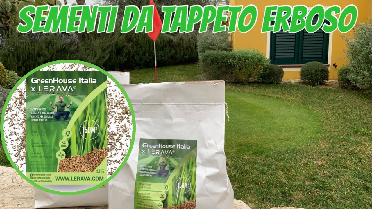 Sementi per prato Lerava x GreenHouseitalia - microterme festuca Poa e loietto