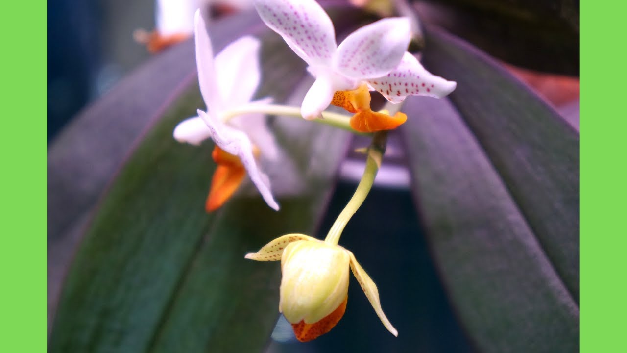 How I Got My 5 Phal Mini Mark to Re-Bloom | Do you have one as well? | Orchid Growing Care Tips