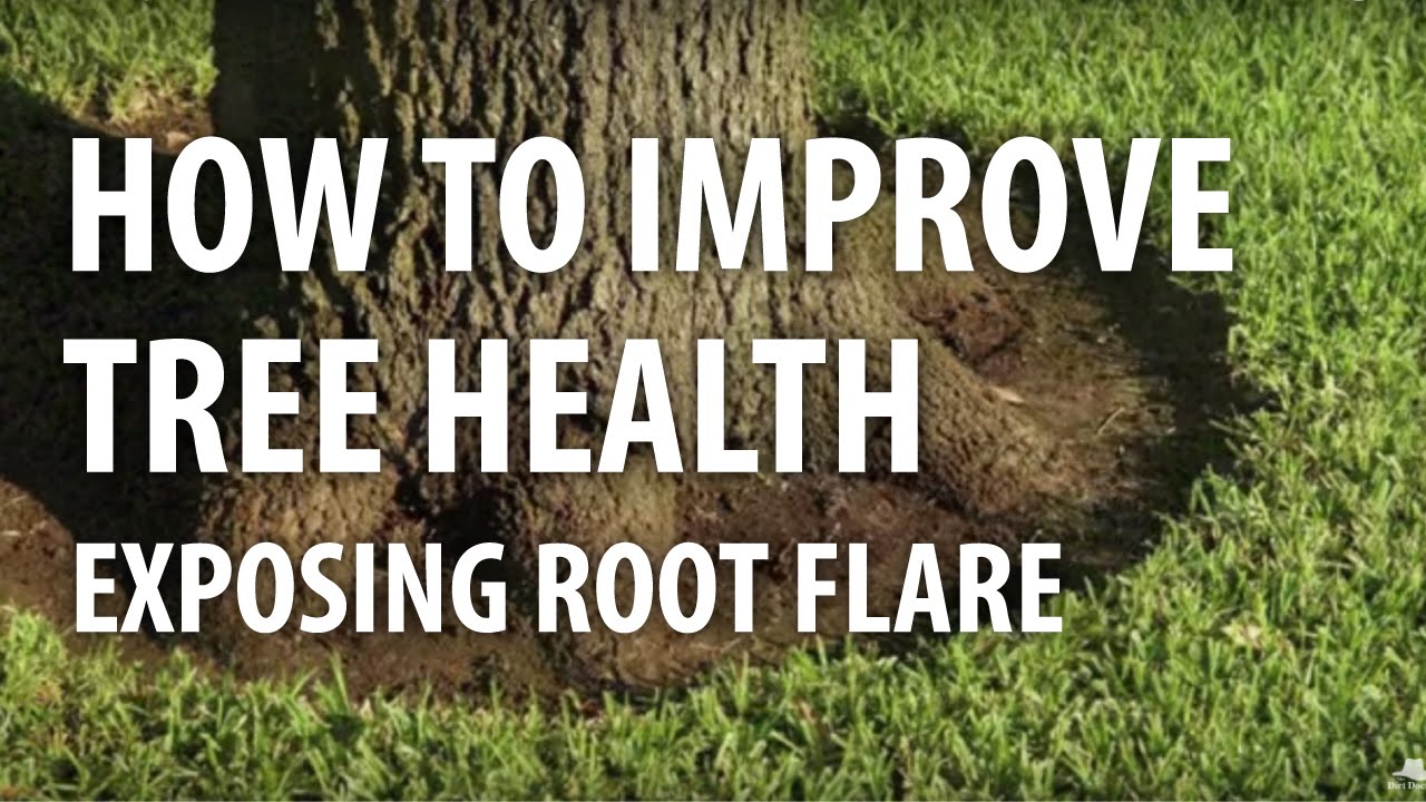 How to Improve Tree Health, Exposing Root Flare - The Dirt Doctor