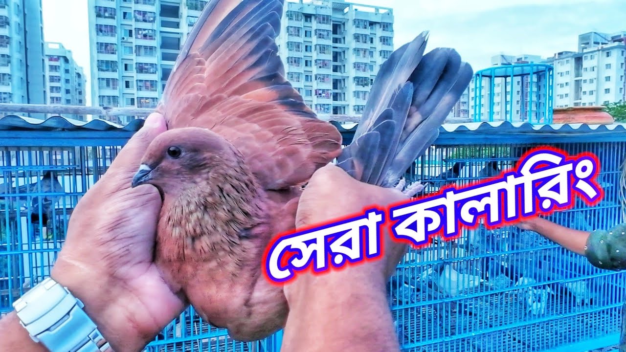 হিরা ভাইয়ের কিছু কালারিং কবুতর নিয়ে আলোচনা🥰