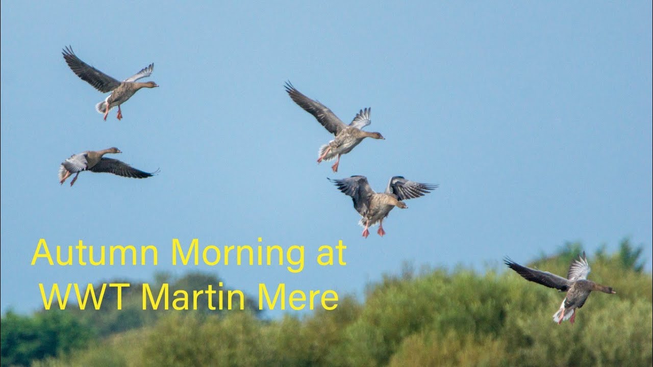 Autumn Morning @WWTMartinMere Buscough Lancashire
