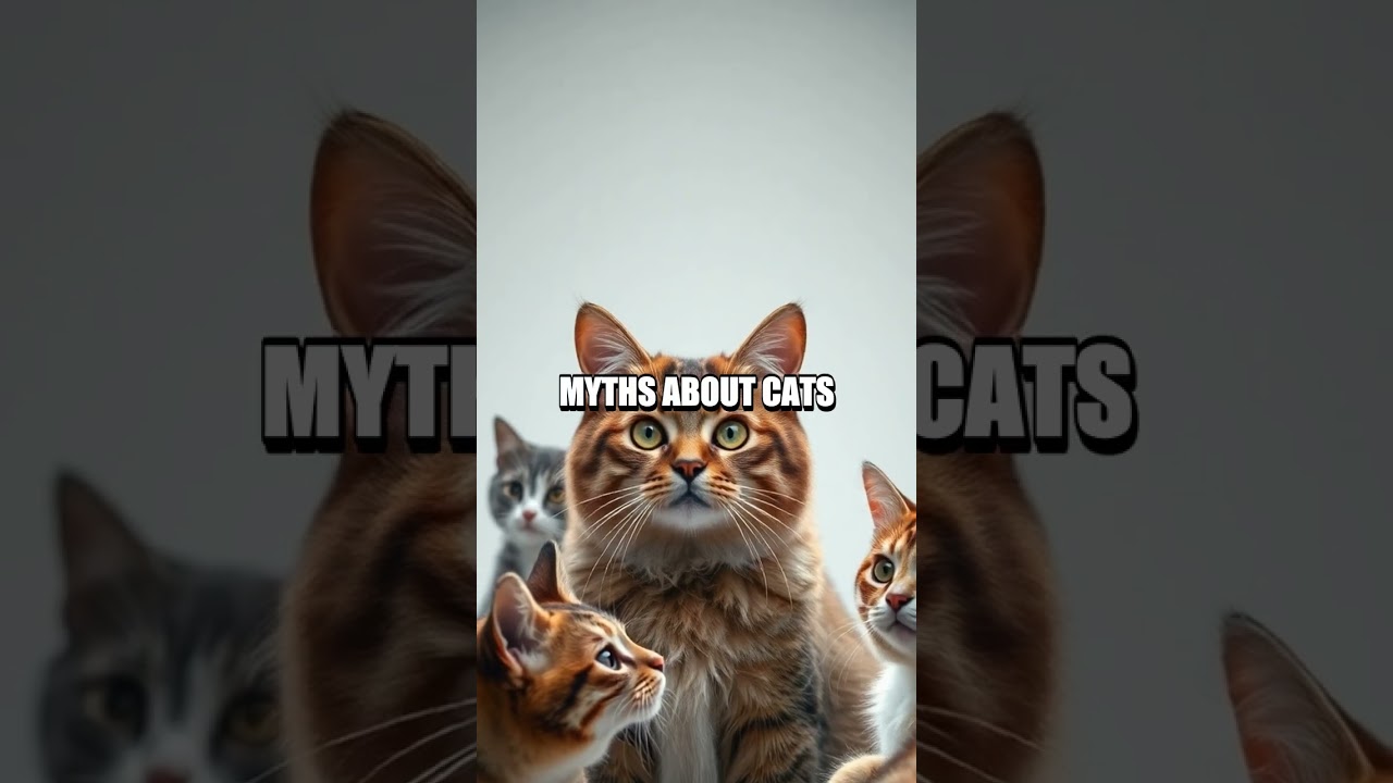 Whisker Wisdom Kneads and Climbs: A Fresh Look at Cat Life