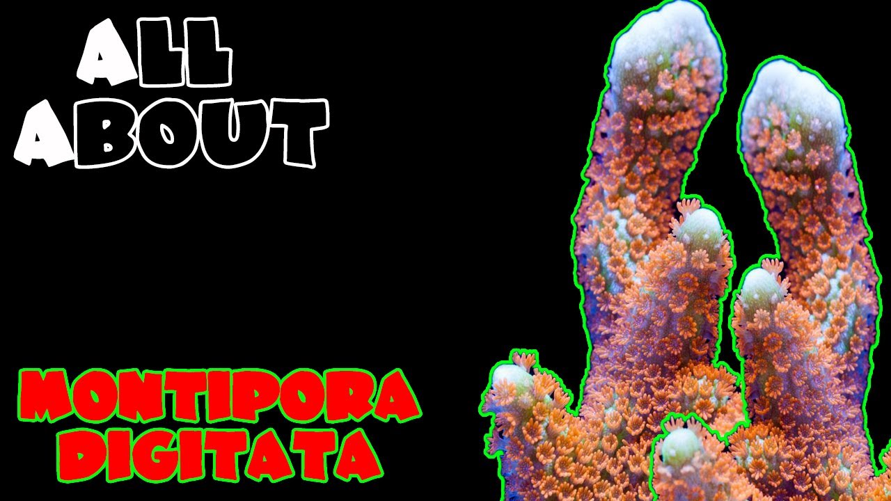 Всё о монтипоре пальчатой ​​или пальчиковой коралловой