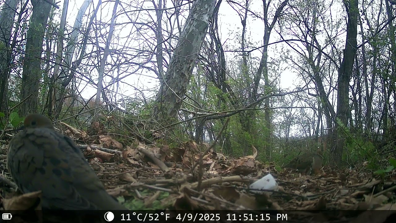 Mourning doves near Darby creek on trail cam