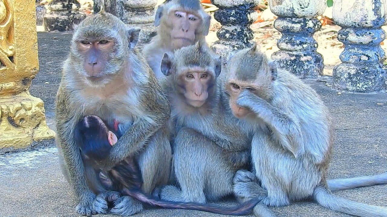 Adorable Baby Monkey Feeding Time with Mother ❤️