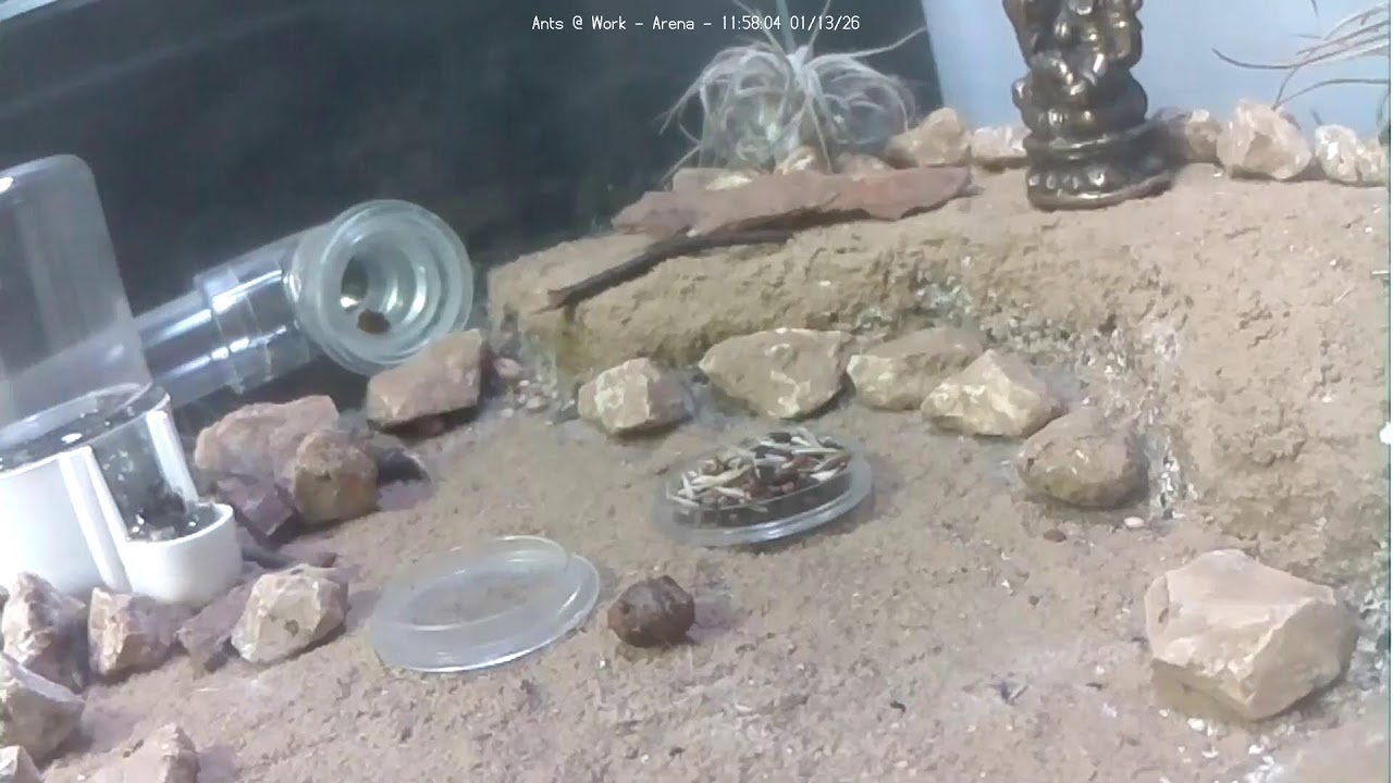 🐜 Arena, Day 1908 #1, Messor Barbarus Ant Farm Video Diary